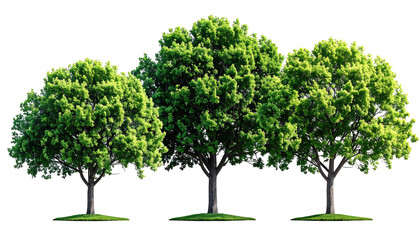 Three vibrant trees with lush green foliage stand against a dark backdrop