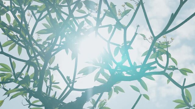 Sunlight filters through tree branches with green leaves against blue sky backgr