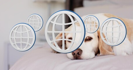Lying light tan and white dog resting head on pink bed in bedroom, with globe overlays