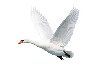Obraz premium White mute swan in mid-flight on a transparent background, wings outstretched, flying with grace and elegance