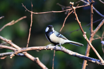 Obraz premium Beautiful and cute wild bird in the ridge ,Great Tit 