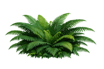 Fototapeta premium Green fern plant showing lush tropical foliage and fresh leaves, symbolizing natural environment, growth, and organic beauty