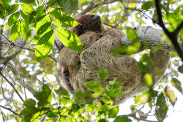 Naklejka premium A young Maned Sloth looks through the fur of his mother. They are high in the tree with leafs around it in Brazil, South-America.