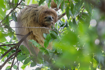 Naklejka premium A Maned Sloth looks at the camera in Brazil, South-America.