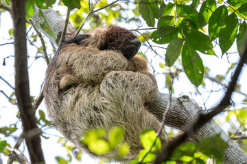 Naklejka premium A mother Maned Sloth with young holds on to a tree in Brazil, South-America.