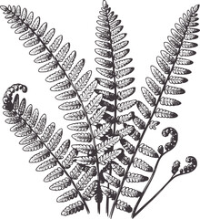 Black and botanical of fern fronds and fiddleheads nature plant