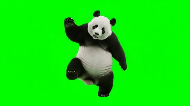 panda dancing isolated on a green screen for vfx projects video