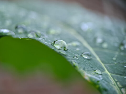 Raindrops on a leaf. Shallow depth of field. Taken with a smartphone and macro lens. 