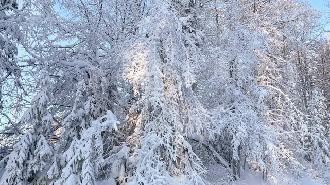 Amazing winter snow-covered fir tree. Spruce branches in the snow. Snowfall, sunlight and blue sky