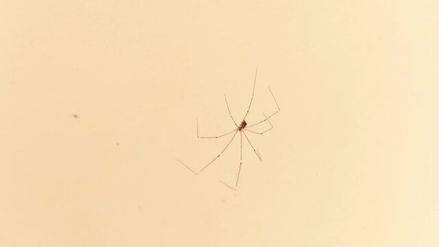 macro photo of a spider with a blurred background, an eight-legged animal