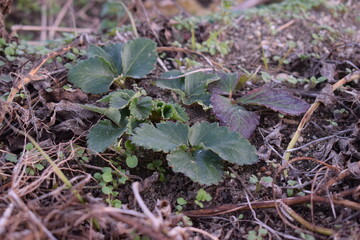 冬を越す苺の株と地表に広がる若葉