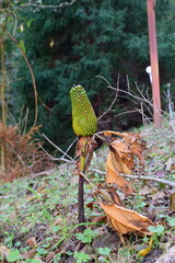 晩秋の林床に立つテンナンショウ属の果実