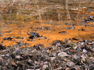 湿地の水面に広がる鉄バクテリアによるオレンジ色の沈殿