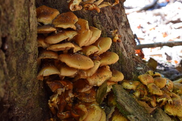 倒木に群生した成長しすぎた天然ナメコのクローズアップ
