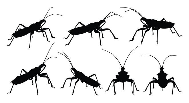 Black insect silhouettes showcasing various arthropod angles and postures