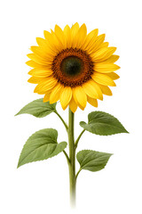 Obraz premium sunflower isolated on white background 