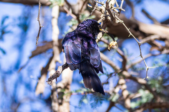 Common Scimitarbill (Rhinopomastus cyanomelas) with caterpillar prey, Limpopo, South Africa, rear view