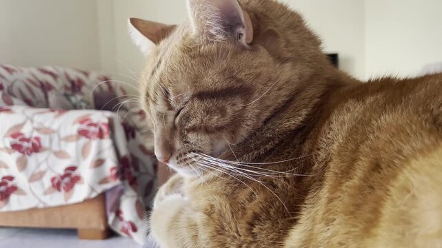 Gato durmiendo en casa 