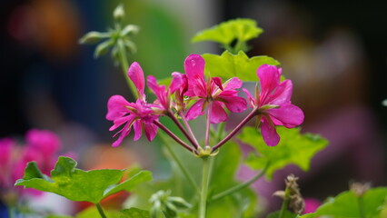 Bright Pink Geranium Flowers in Bloom Close Up