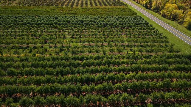 Aerial view of patterned apple orchard rows beside rural road in autumn USA, agricultural landscape emphasizing farming structure, cultivation lines and countryside 