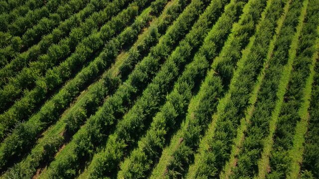 Aerial view of apple orchard with dense green tree rows forming strong geometric patterns, highlighting farmer agriculture