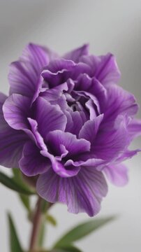 Purple Peony Flower Closeup View.
