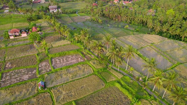 Rural rice terrace paddie fields landscape with pathways and palms in Ubud Bali countryside, aerial pullback reveal