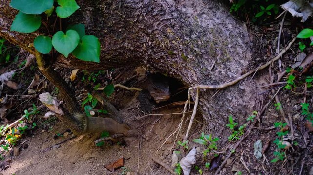 Endemic New Zealand tuatara reptile moving at entrance to burrow located under tree in Wellington NZ Aotearoa