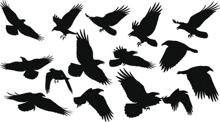 Large collection of flying raven and crow silhouettes in various wing positions isolated on white background, black bird migration vector illustration for nature design. © MostArjuma