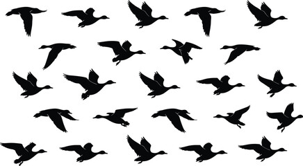 Large collection of flying duck silhouettes in various wing positions isolated on white background, waterfowl migration pattern vector illustration for nature and wildlife design. © MostArjuma