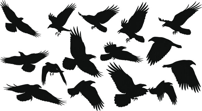 Large collection of flying raven and crow silhouettes in various wing positions isolated on white background, black bird migration vector illustration for nature design.