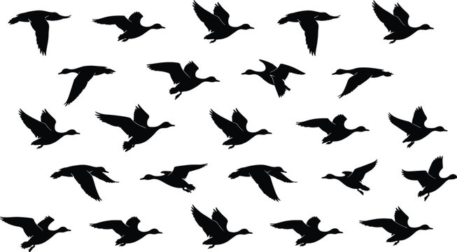Large collection of flying duck silhouettes in various wing positions isolated on white background, waterfowl migration pattern vector illustration for nature and wildlife design.