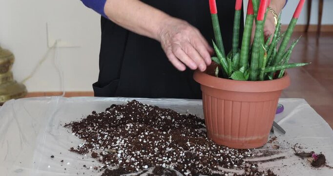 Repotting a Sansevieria Cylindrica Houseplant Using Soil and Perlite