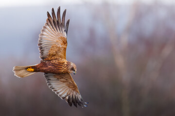 Obraz premium Marsh Harrier Flying Over The Somerset Levels