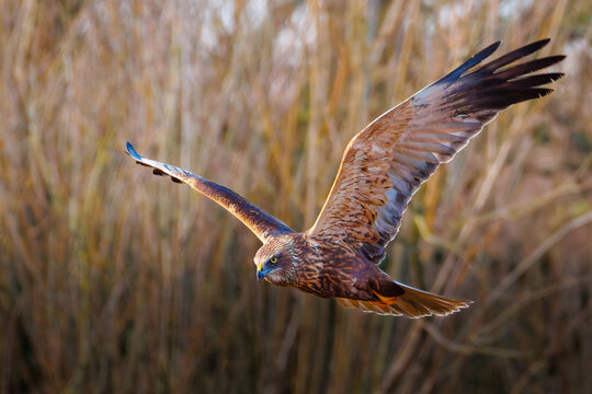 Marsh Harrier Flying Over The Somerset Levels