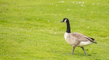 Canada Goose Walking on Lush Green Grass in a Quiet Park Landscape During Daylight Sunshine