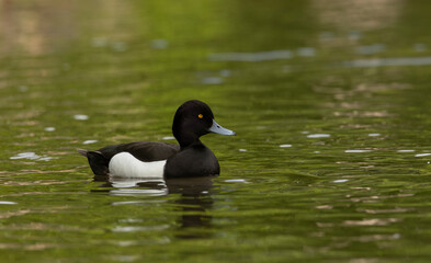 Obraz premium male tufted Duck Aythya fuligula Gliding On Green Lake — Serene Wildlife Scene In Natural Water