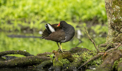  moorhen Gallinula chloropus stands on a moss-covered log beside a calm stream in lush green woods, preening its feathers as sunlight filters through the trees.