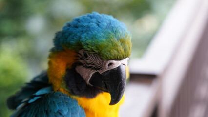 Beautiful Close Up of a Blue and Gold Macaw Parrot © Jimmy