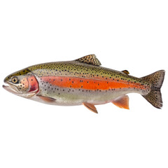 Obraz premium Vibrant rainbow trout png: transparent, high-quality fish illustration for designs isolated on transparent background