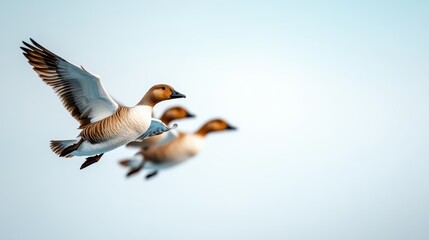 Obraz premium A pair of elegant ducks is soaring through a bright blue sky, showcasing the beauty of nature and the joy of flight, embodying freedom and harmony in the natural world.