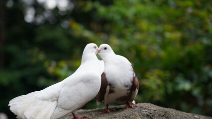 Two Doves Affectionate Birds Wildlife Bird Photography