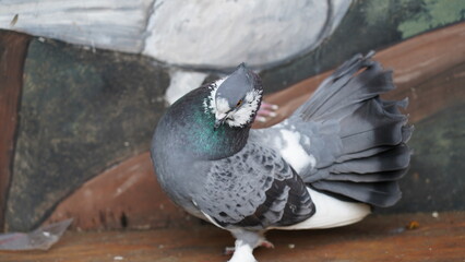 Fototapeta premium Beautiful Pigeon Bird Close Up Wildlife Photography
