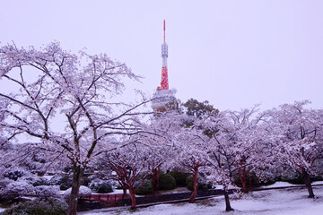宇都宮市　八幡山公園の満開の桜に積もった雪