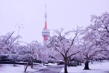 宇都宮市　八幡山公園の満開の桜に積もった雪