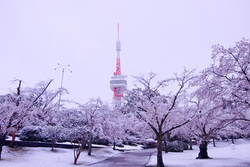宇都宮市　八幡山公園の満開の桜に積もった雪