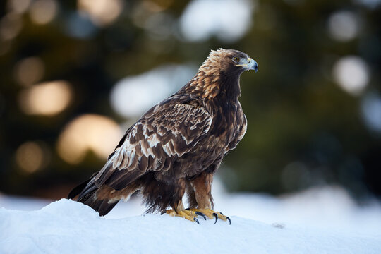 Closeup portrait of golden eagle, standing in snow