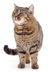 Obraz premium Large tabby cat standing on white background looking away