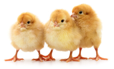 Fototapeta premium Three small yellow chickens standing on white background looking at camera