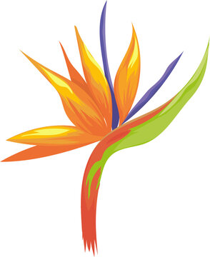 Strelitzia reginae flower symbol tropical paradise